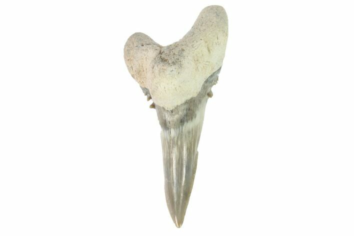 Bone Valley Shark Tooth (Hemipristis) - Lower Tooth #145142
